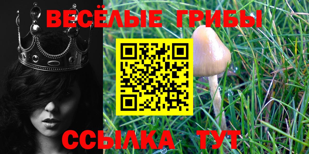 хочу наркоту  Галлюциногенные грибы GOLDEN TEACHER  Вход с VPN  Зерноград  Псилоцибиновые грибы прущие грибы 
